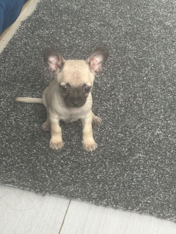 Chihuahua - Image 3 of 6