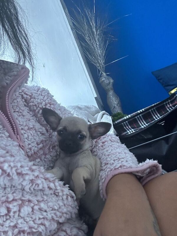 Chihuahua - Image 4 of 6