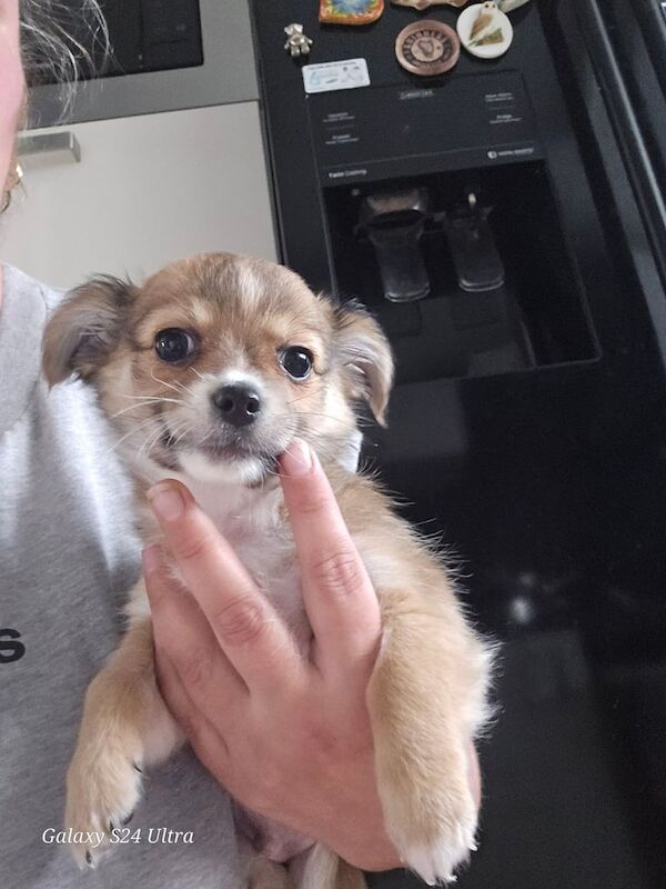 Chihuahua 4 puppies for sale in Liverpool, Merseyside