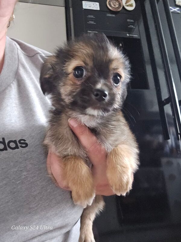 Chihuahua puppies for sale in Liverpool, Merseyside – 8 months old - Image 2 of 3