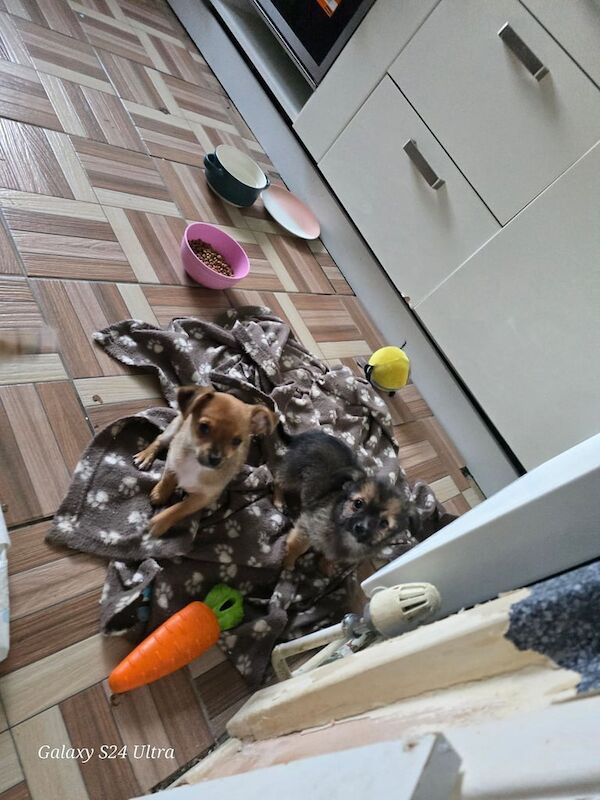 Chihuahua 4 puppies for sale in Liverpool, Merseyside | Image 3