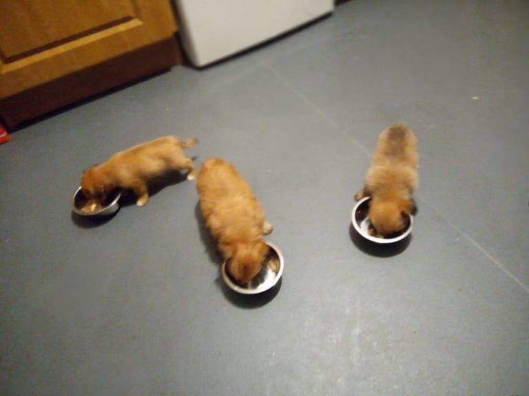 Chihuahua puppies for sale in Lurgan, County Armagh – 11 weeks old