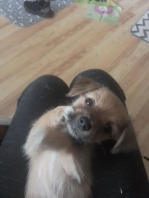 Chihuahua puppies for sale in Lurgan, County Armagh – 11 weeks old - Image 2 of 3