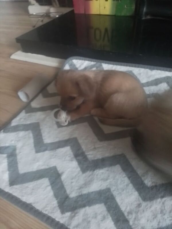 Chihuahua puppies for sale in Lurgan, County Armagh – 11 weeks old - Image 3 of 3