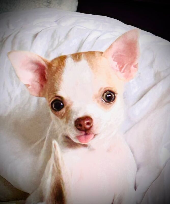 Chihuahua apple head puppy for sale in North West London, London