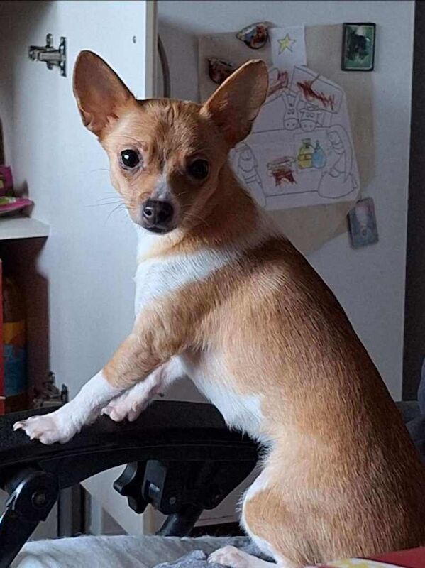 Chihuahua Puppies For Sale