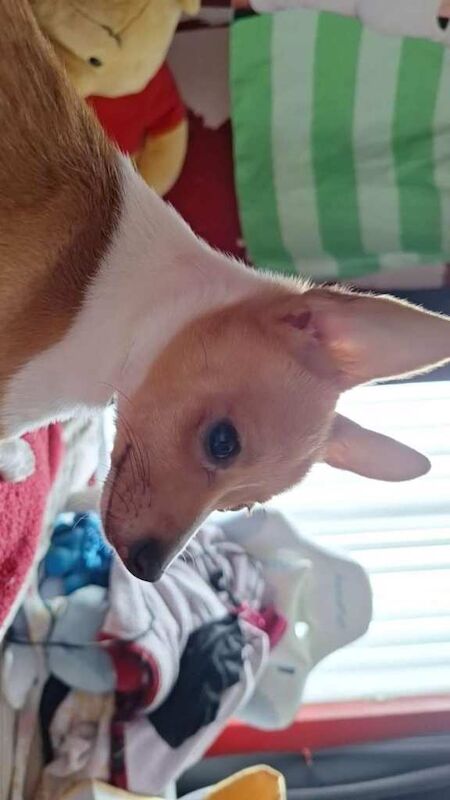 Chihuahua bitch for sale - Image 2 of 4