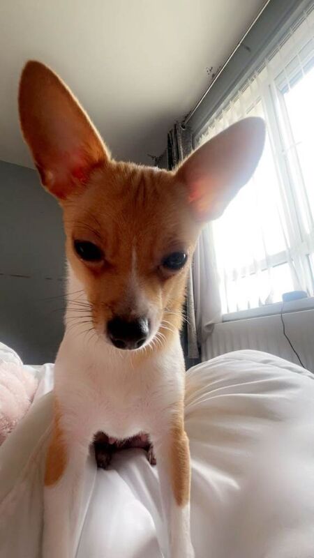 Chihuahua bitch for sale - Image 4 of 4
