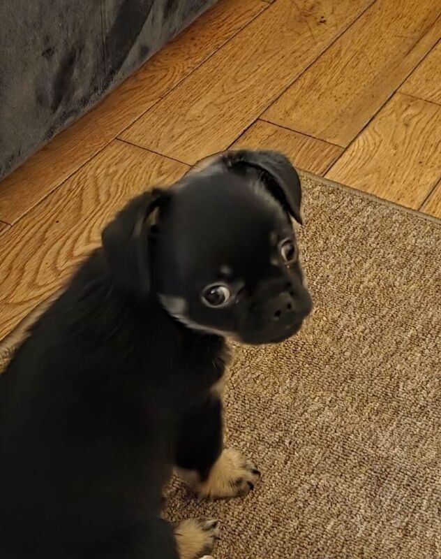 Chihuahua Puppies For Sale