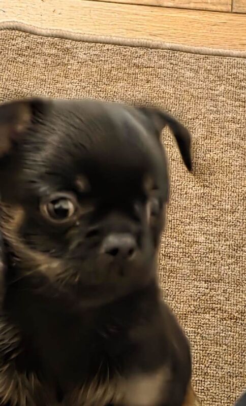 Chihuahua black and tan little boy 9wks old - Image 2 of 4