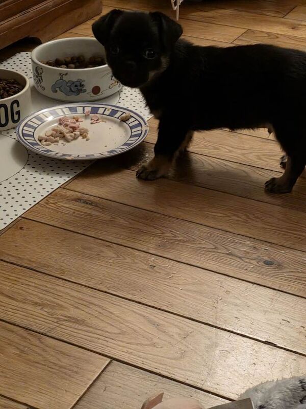 Chihuahua black and tan little boy 9wks old - Image 3 of 4