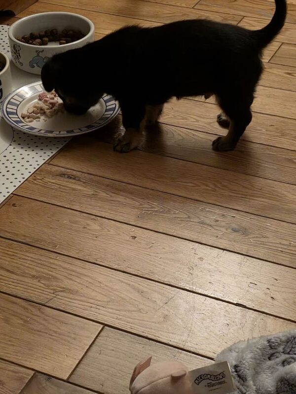 Chihuahua black and tan little boy 9wks old - Image 4 of 4
