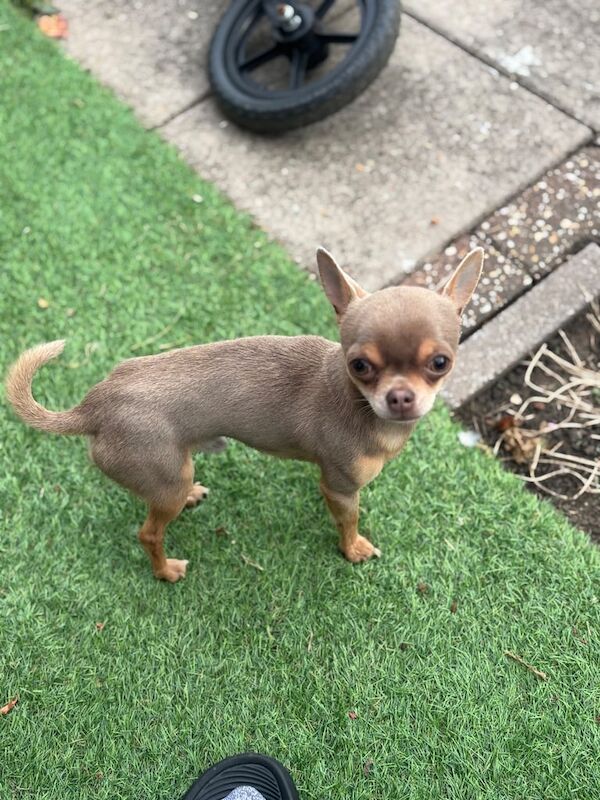Chihuahua puppies for sale in Barking, Greater London – 10 months old