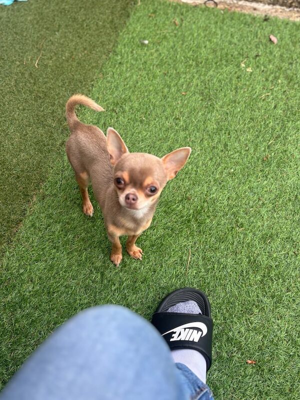 Chihuahua puppies for sale in Barking, Greater London – 10 months old - Image 2 of 3