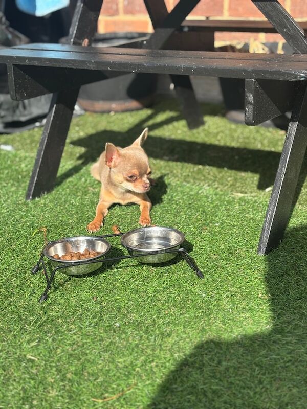 Chihuahua puppies for sale in Barking, Greater London – 10 months old - Image 3 of 3