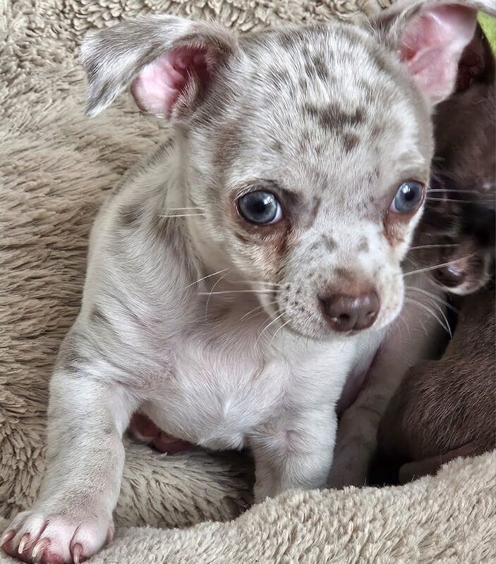 Chihuahua puppies for sale in Haslemere, Surrey – 10 weeks old