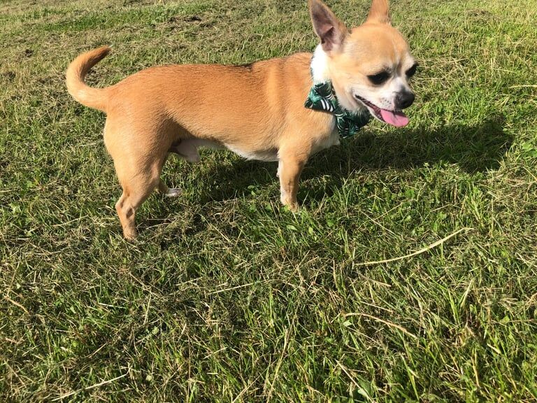 Chihuahua puppies for sale in Dalkeith, Midlothian – 7 years old