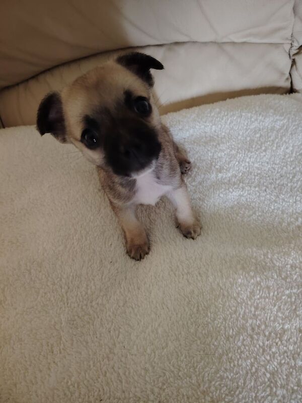 Chihuahua puppies for sale in Limavady, County Londonderry – 3 months old