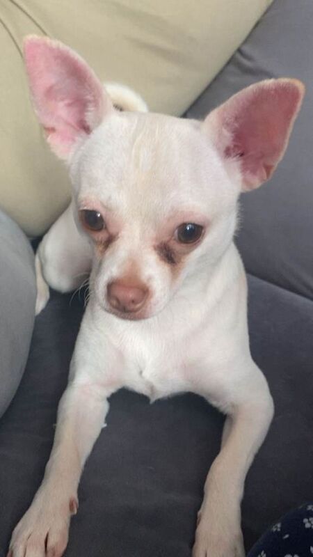 Chihuahua Puppies For Sale