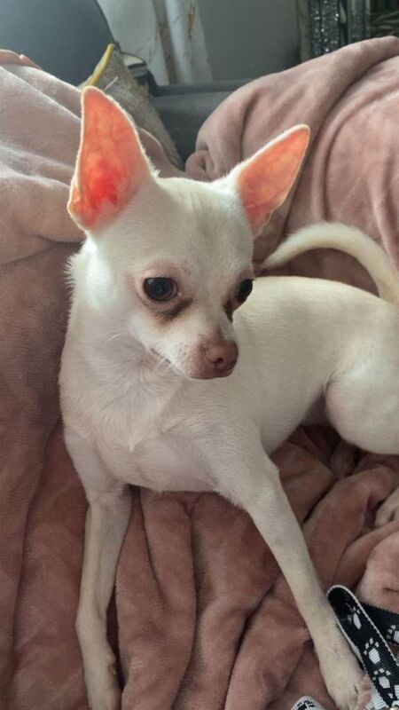 Chihuahua boy 7 months - Image 2 of 2