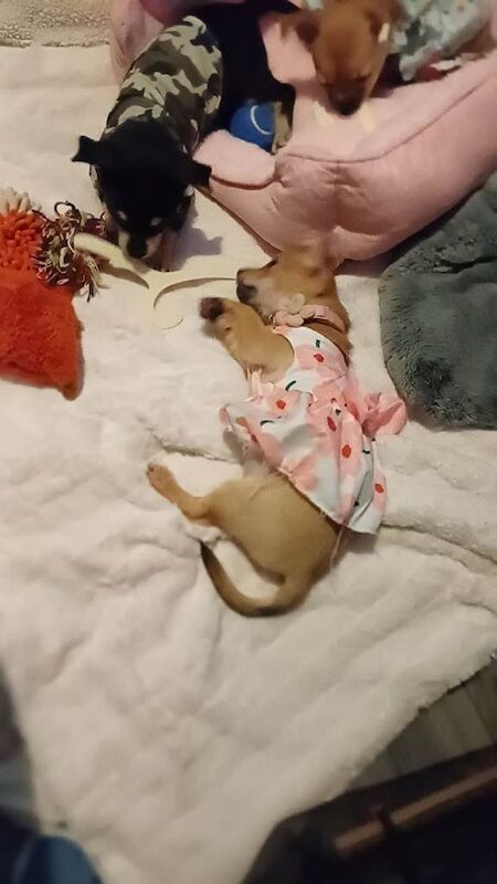 Chihuahua boy and girl 11 weeks old