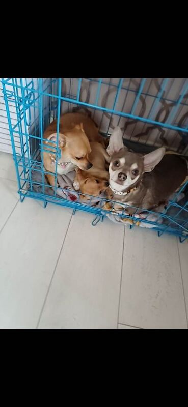 Chihuahua boy and girl 11 weeks old - Image 2 of 3