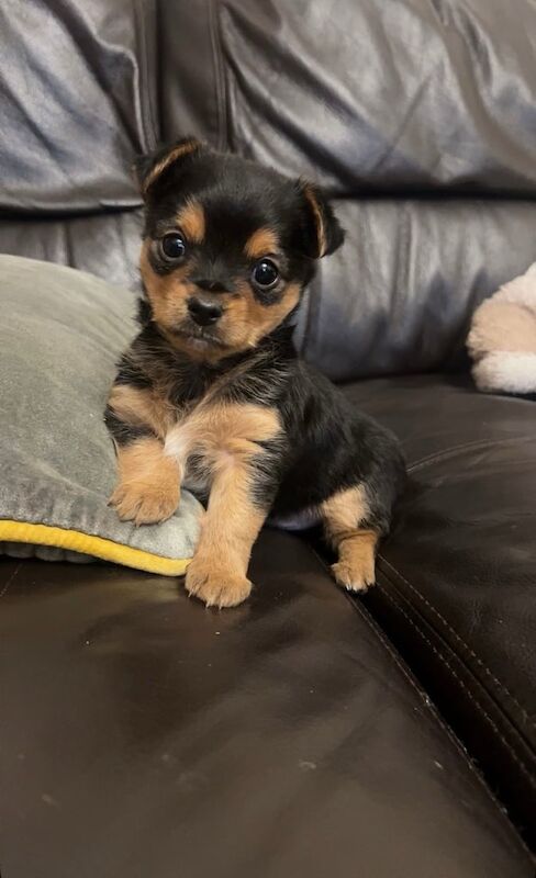 Chihuahua puppies for sale in Maghera, County Londonderry – 7 weeks old