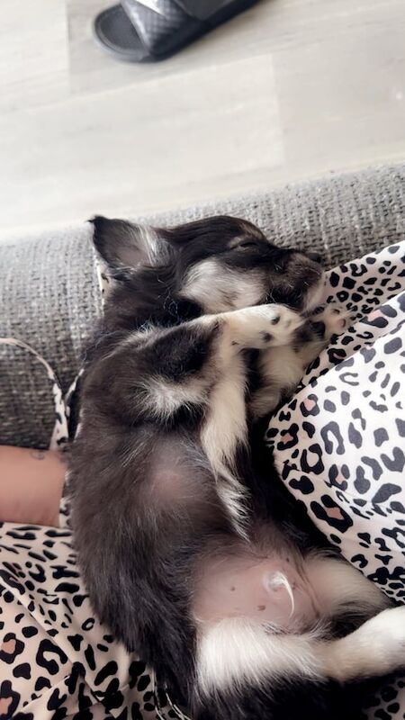 Chihuahua Boy Puppy for sale in Ellon, Aberdeenshire