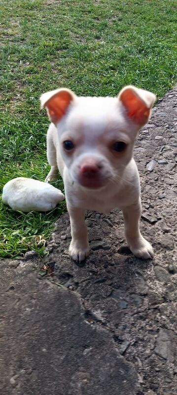 Chihuahua boy puppy for sale in Wigan, Greater Manchester
