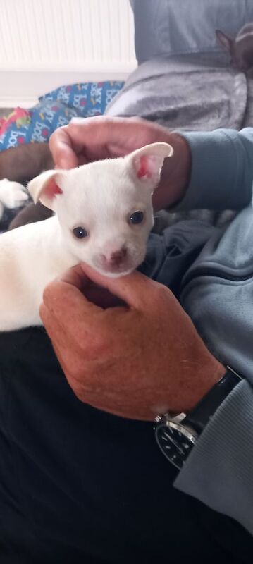 Chihuahua boy puppy for sale in Wigan, Greater Manchester | Image 2