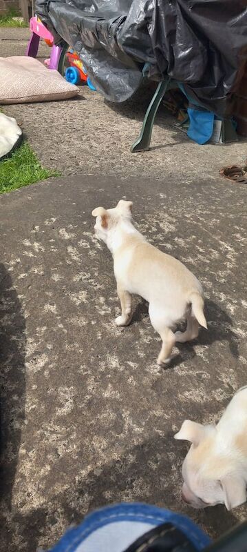 Chihuahua boy puppy for sale in Wigan, Greater Manchester | Image 3