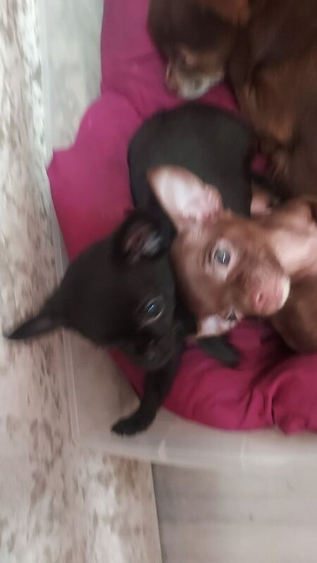 Chihuahua puppies for sale in Alexandria, Dunbartonshire – 10 weeks old - Image 2 of 3