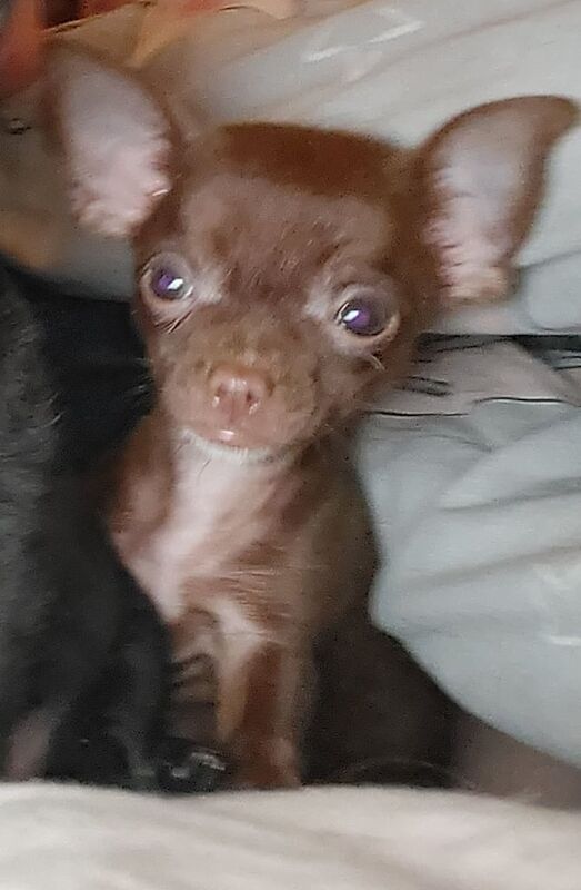 Chihuahua puppies for sale in Alexandria, Dunbartonshire – 10 weeks old - Image 3 of 3