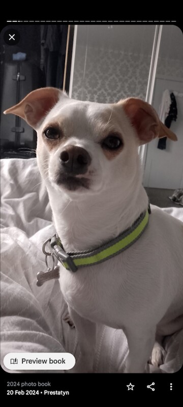 Chihuahua Called Buddy, Only 5 ️