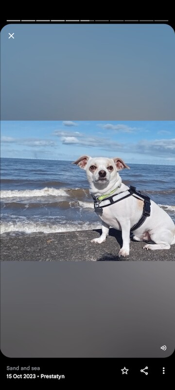 Chihuahua Called Buddy, Only 5 ️ - Image 2 of 3