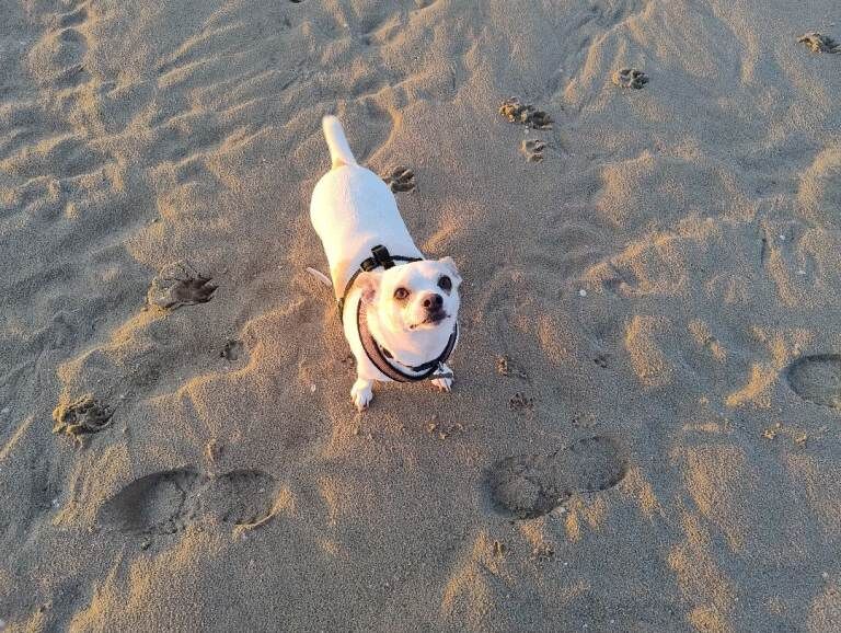 Chihuahua Called Buddy, Only 5 ️ - Image 3 of 3