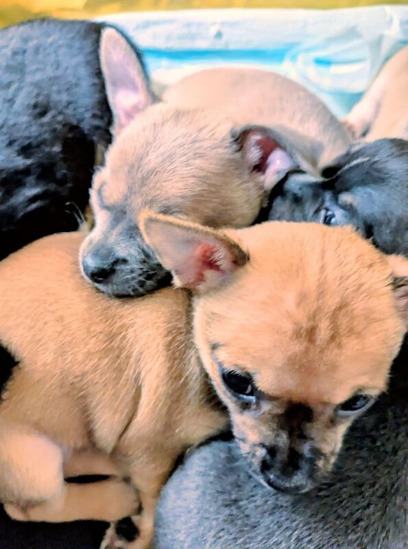Chihuahua puppies for sale in Dungannon, County Tyrone – 7 weeks old