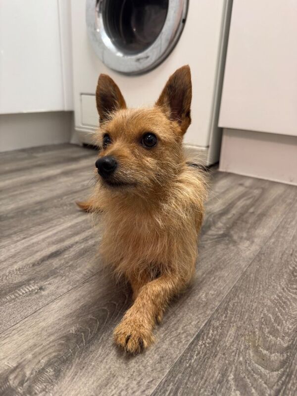 Chihuahua cross Jack Russell rehome nearly 3 years old