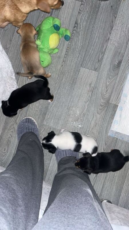 Chihuahua Puppies For Sale Under £1,000