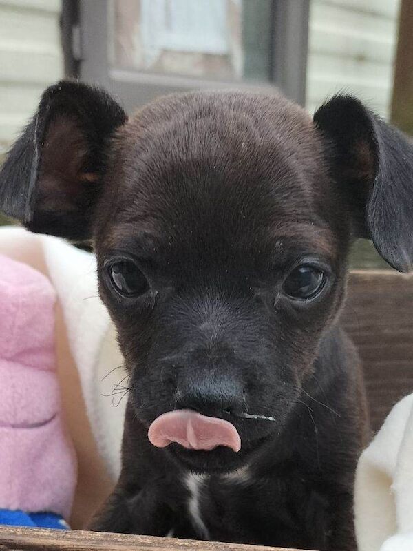 Chihuahua cross patterdale