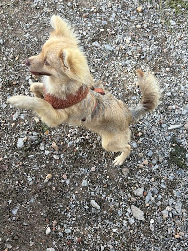 Chihuahua cross Pomeranian - Image 2 of 3