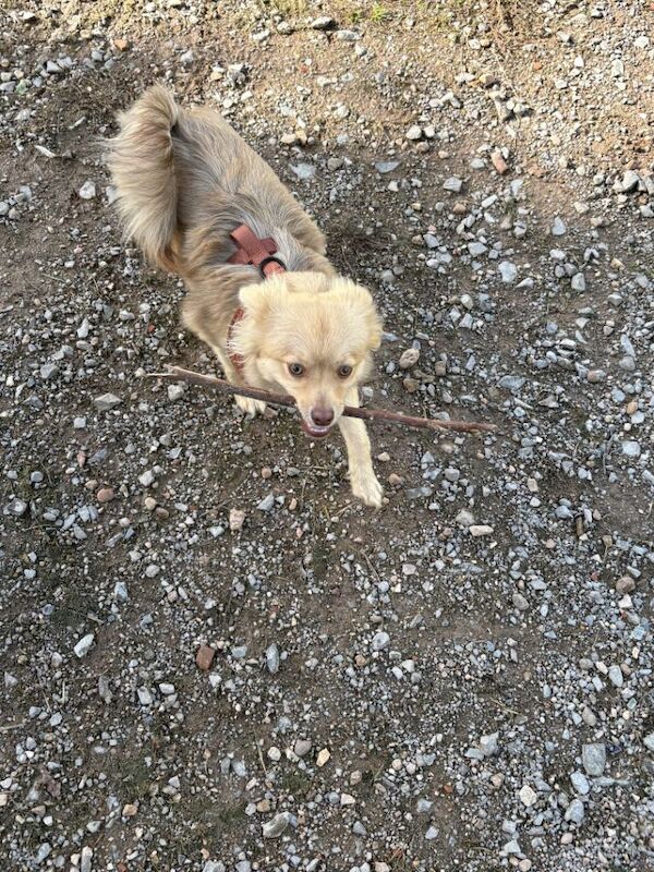 Chihuahua cross Pomeranian - Image 3 of 3