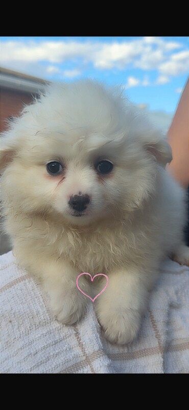 Chihuahua Cross Pomeranian Puppies for Sale