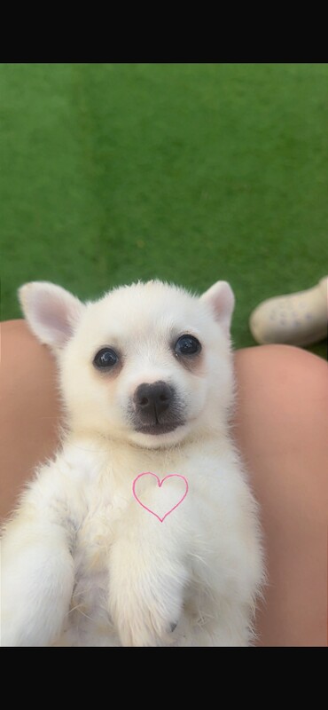 Chihuahua Cross Pomeranian Puppies for Sale - Image 2 of 4
