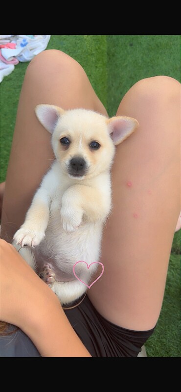 Chihuahua Cross Pomeranian Puppies for Sale - Image 3 of 4