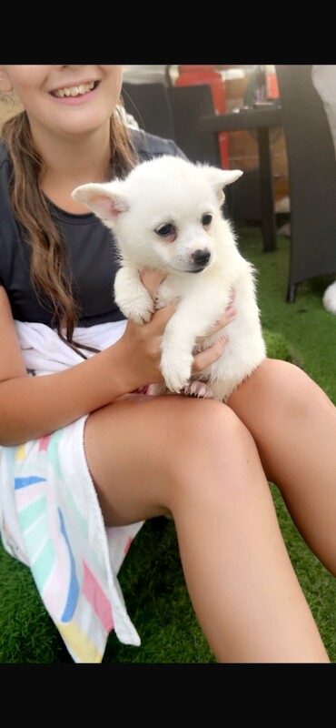 Chihuahua Cross Pomeranian Puppies for Sale - Image 4 of 4