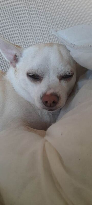 Chihuahua/cross terrier - Image 3 of 4