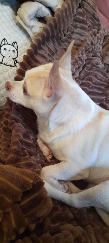 Chihuahua/cross terrier - Image 4 of 4