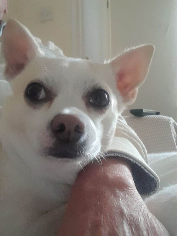 CHIHUAHUA/cross terrier - Image 2 of 4