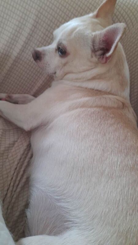 CHIHUAHUA/cross terrier - Image 3 of 4